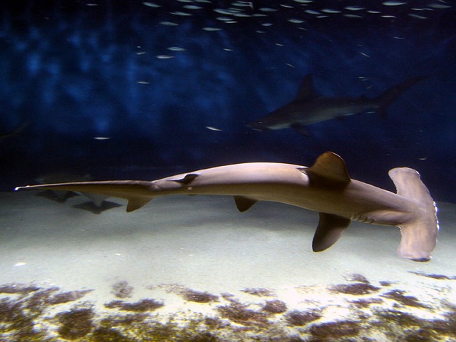 sipadan-buceando-con-tiburones-MEJORES ISLAS DE MALASIA
