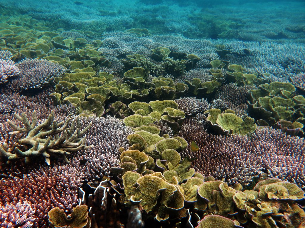 Arrecifes de coral en la ISLA PULAU PEMANGGIL de Malasia 