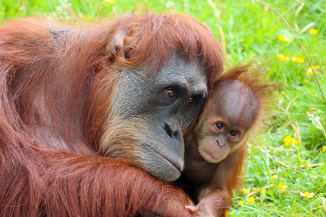 sepilok-orangutanes