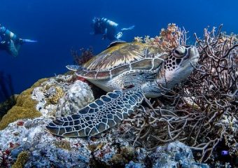 lang-tengah-buceo