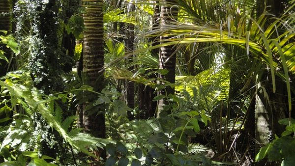 selva-tour-isla-besar