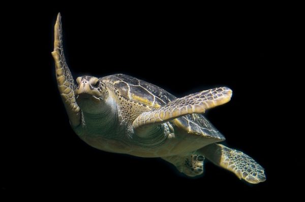 ISLA DE LAS TORTUGAS EN MALASIA Malasia Turismo