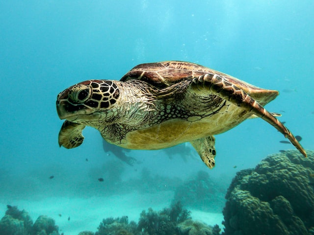 Mejores parques naturales Sabah isla de las tortugas