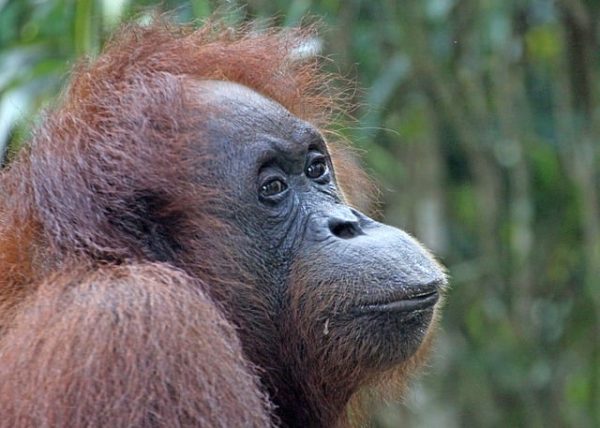 borneo-tour-10-dias